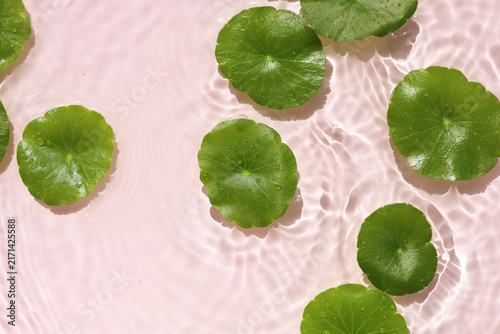 Green gotu kola leaves floating on clear rippling water, pink background