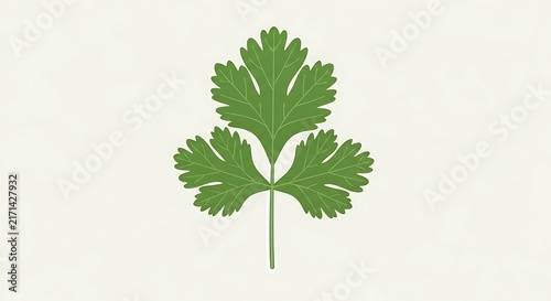 Fresh green parsley leaf with stem on a clean white background