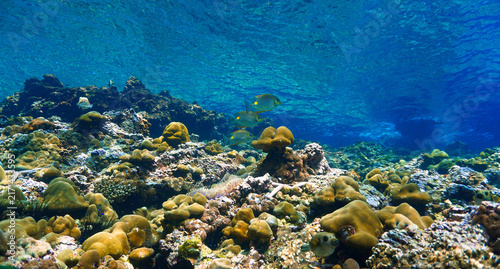 Underwater photo of a tropical fish at a coral reef. From a scuba dive in Thailand. Andaman Sea. Indian Ocean.
