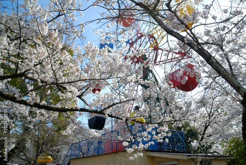 Obraz na plátne 桜に包まれたアトラクション施設