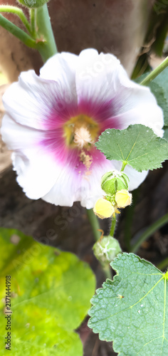 Saltburn by the Sea, white hollyhock flowers blooming on a tall stem in a summer garden with a bumblebee