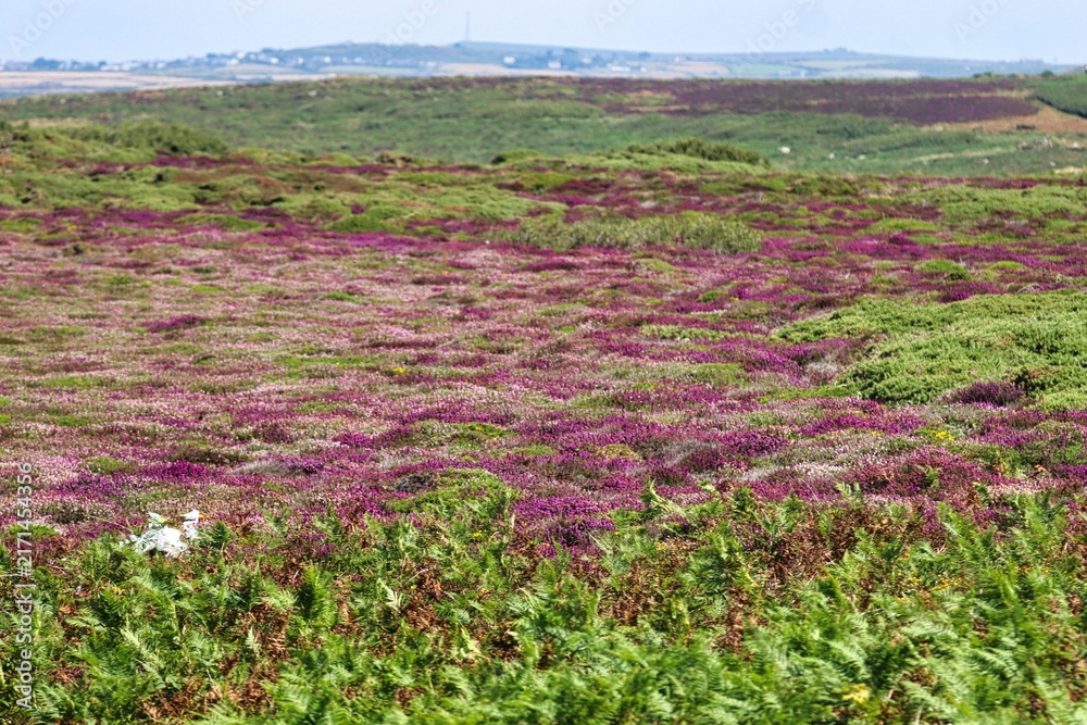 Fototapeta premium Cornwall, England