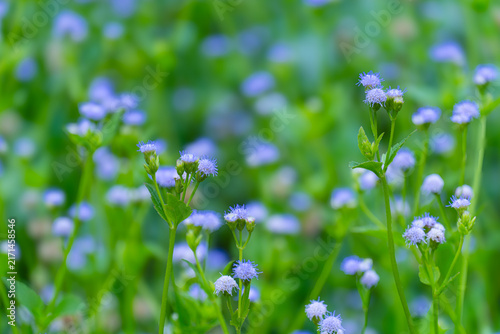 Beautiful blue billygoat weed wildflowers with soft green blurred background