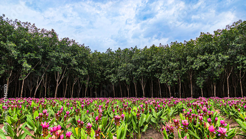Pink Curcuma alismatifolia flowers growing in rows at agricultural farm landscape 