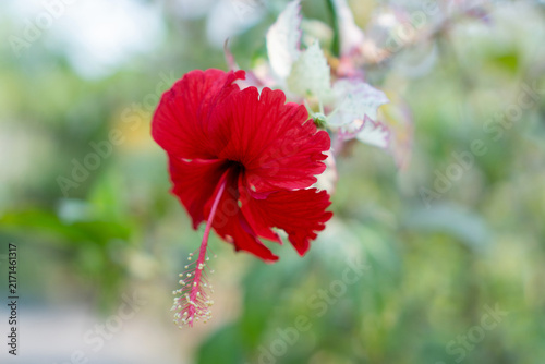 Fotografie Red hibiscus flower in soft garden blur with delicate petal detail and hanging s