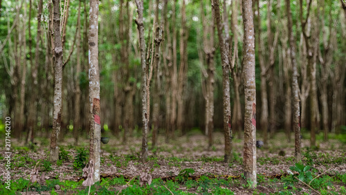 Rows of rubber trees with tapping marks in agricultural plantation forest landscape