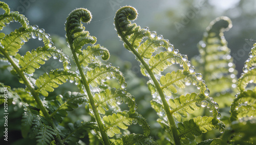 Close-up of unfurling fern fiddleheads with dewdrops in morning light