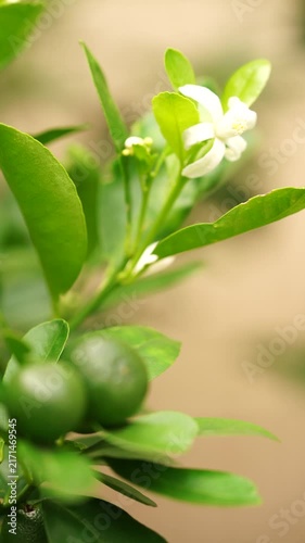 Fresh white orange blossom in a sunny orchard. Perfect concept for organic citrus juice branding, natural honey marketing, sustainable agriculture, and eco-friendly food packagi