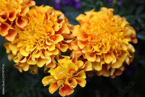 Konstfotografi Tagetes marigold three blooms with rain drops, orange trio garden portrait cultu