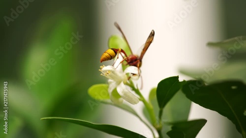 Honeybee pollinating a fresh white orange blossom in a sunny orchard. Perfect concept for organic citrus juice branding, natural honey marketing, sustainable agriculture, and eco-friendly.
