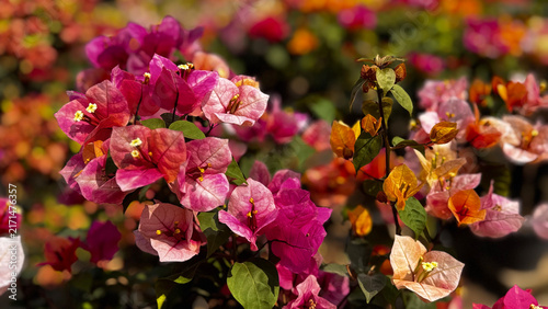 Bougainvillea, known as paper flower blooming, green leaves, and soft background blur. Colorful bracts and easy-care nature make it a popular plant suited to garden, landscape, and floral themes.