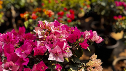 Bougainvillea, known as paper flower blooming, green leaves, and soft background blur. Colorful bracts and easy-care nature make it a popular plant suited to garden, landscape, and floral themes.