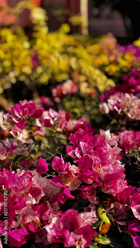 Bougainvillea, known as paper flower blooming, green leaves, and soft background blur. Colorful bracts and easy-care nature make it a popular plant suited to garden, landscape, and floral themes.