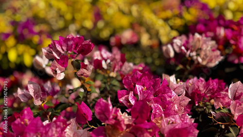 Bougainvillea, known as paper flower blooming, green leaves, and soft background blur. Colorful bracts and easy-care nature make it a popular plant suited to garden, landscape, and floral themes.