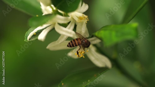 Honeybee pollinating a fresh white orange blossom in a sunny orchard. Perfect concept for organic citrus juice branding, natural honey marketing, sustainable agriculture, and eco-friendly food.