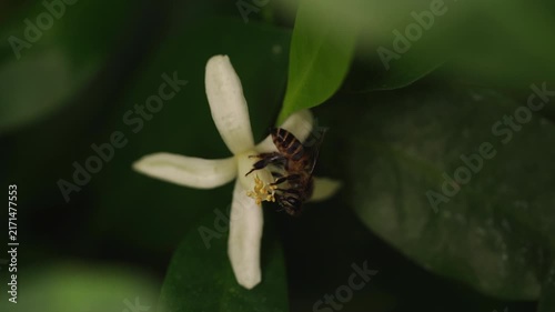 Honeybee pollinating a fresh white orange blossom in a sunny orchard. Perfect concept for organic citrus juice branding, natural honey marketing, sustainable agriculture, and eco-friendly.