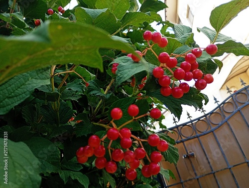 A vibrant close-up shot of ripe red guelder rose or viburnum berries clusters hanging on a branch with lush green leaves, outdoor autumn nature background near a building fence.