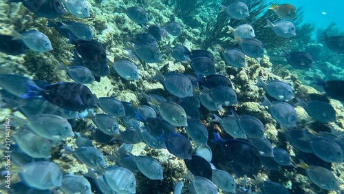 Konstfotografi coral reef with fish in cayman islands