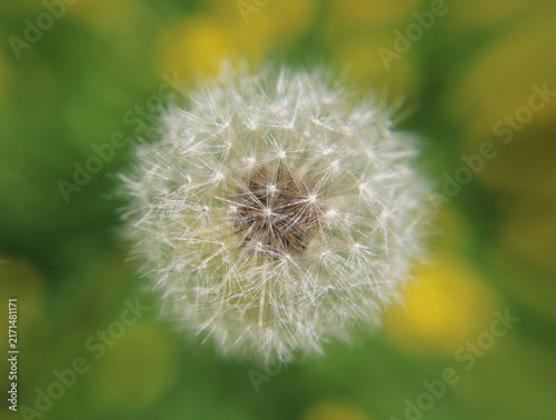Фотография Taraxacum officinale dandelion seed head face-on, spherical pappus geometry wish