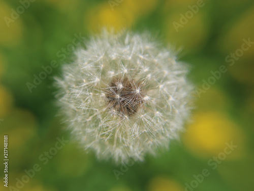 Photography Taraxacum officinale dandelion seed head face-on, spherical pappus geometry wish