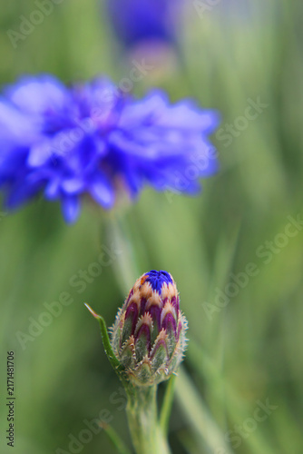 Fotografía Centaurea cyanus cornflower bud â€” involucral bract architecture ciliate margin