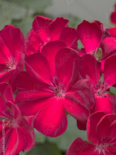Fotografía Pelargonium geranium peach-salmon umbel interior, below-looking-up angle warm li