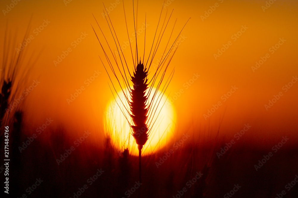 Naklejka premium Silhouette wheat against sun. Silhouette ear in field. Dark silhouette with awn. Golden silhouette at sunset.