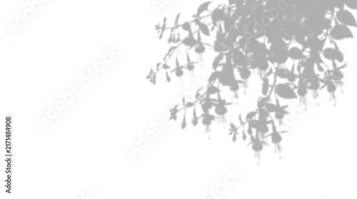 Fuchsia plant shadow isolated on transparent background