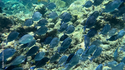 Konstfotografi coral reef with fish in cayman islands