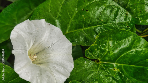 Foto Delicate white bindweed flower glistening with morning dew drops on lush green l