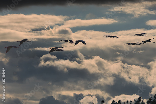 Bild auf Leinwand Flock of cranes flying gracefully through dramatic cloudy skies at sunset