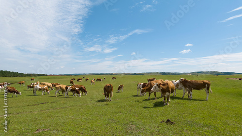 Herd of cattle grazing and resting leisurely on the broad prairie. Livestock enjoying fresh grass on open grassland, peaceful pastoral natural scenery of Inner Mongolia.