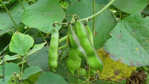 Green color hyacinth bean vegetable hanging and flowering in the garden.