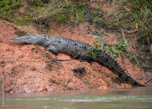фотографія An American Crocodile by the Peñas Blancas River in Costa Rica