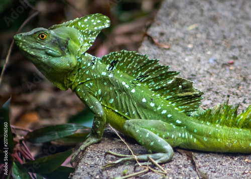 Foto A male Common Basilisk, or Jesus Christ Lizard, in Chachagua, Costa Rica