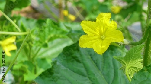 Cucumbers are being cultivated using modern methods. Close up view of small young cucumbers. Fresh young cucumbers with flowers hanging on the tree.