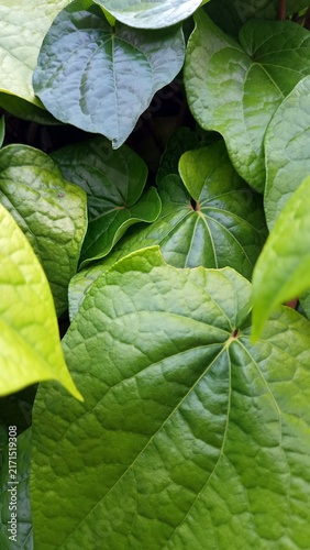 Bild auf Leinwand Fresh green betel leaves, Piper betle, natural texture background close up