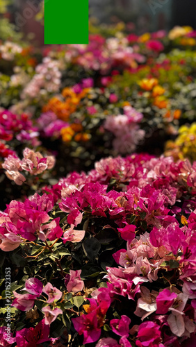 Bougainvillea, known as paper flower blooming, green leaves, and soft background blur. Colorful bracts and easy-care nature make it a popular plant suited to garden, landscape, and floral themes.