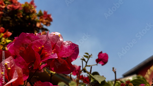 Bougainvillea, known as paper flower blooming, green leaves, and soft background blur. Colorful bracts and easy-care nature make it a popular plant suited to garden, landscape, and floral themes.