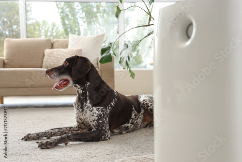Cute German Shorthaired Pointer dog with modern air purifier in living room, ...