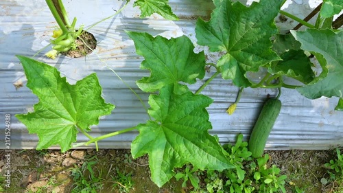 Cucumbers are being cultivated using modern methods. Close up view of small young cucumbers. Fresh young cucumbers with flowers hanging on the tree.