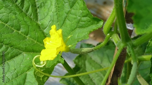 Cucumbers are being cultivated using modern methods. Close up view of small young cucumbers. Fresh young cucumbers with flowers hanging on the tree.