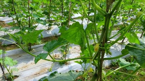 Cucumbers are being cultivated using modern methods. Close up view of small young cucumbers. Fresh young cucumbers with flowers hanging on the tree.