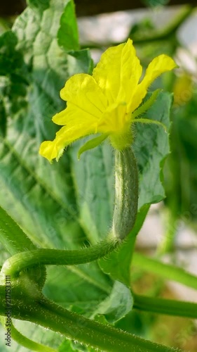 Cucumbers are being cultivated using modern methods. Close up view of small young cucumbers. Fresh young cucumbers with flowers hanging on the tree.