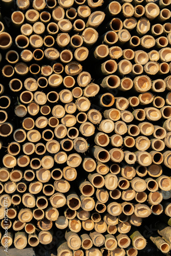 Close-up of cut bamboo stems forming a natural textured pattern