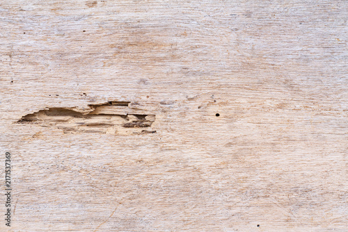 Картината върху платно Stock photo of light brown rustic timber panel with visible termite damage and an elongated hole across the grain