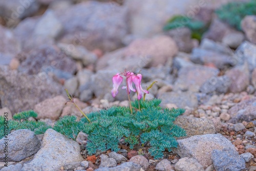 Fotografie ガレ場に咲く高山植物コマクサの可憐なピンクの花