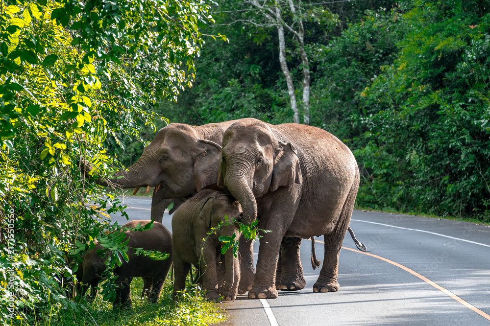 Obraz premium Its body is gray, its snout is called the trunk. The trunk of the Asian elephant has only one beak. Nakhon Ratchasima, Thailand.