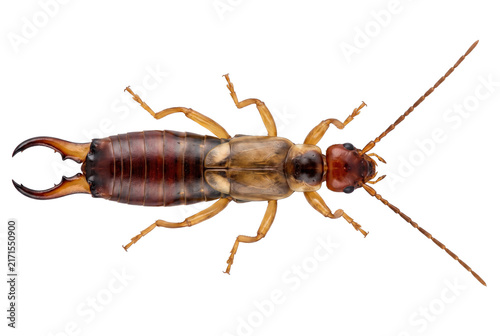 Fotografía Detailed macro view of an earwig insect from above