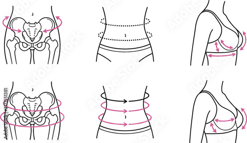 Canvas Print Female anatomical vector diagrams detailing pelvis bone structure waist measurem